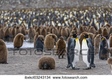 "King Penguins (Aptenodytes patagonicus), adult birds, pair, surrounded by chicks in a King Penguin colony, St. Andrews Bay, South Georgia and the South Sandwich Islands, United Kingdom, Antarctica" View Large Photo Image Picture - "King Penguins (Aptenodytes patagonicus), adult birds, pair, surrounded by chicks in a King Penguin colony, St. Andrews Bay, South Georgia and the South Sandwich Islands, United Kingdom, Antarctica". Fotosearch