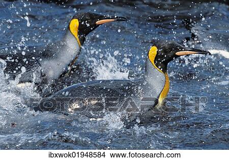 "King Penguins (Aptenodytes patagonicus) swimming, South Georgia, South Atlantic, Antarctica" View Large Photo Image Picture - "King Penguins (Aptenodytes patagonicus) swimming, South Georgia, South Atlantic, Antarctica". Fotosearch