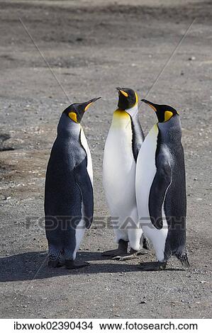 "King Penguins (Aptenodytes patagonicus), St. Andrews Bay, South Georgia, Subantarctic, Antarctica" View Large Photo Image Picture - "King Penguins (Aptenodytes patagonicus), St. Andrews Bay, South Georgia, Subantarctic, Antarctica". Fotosearch