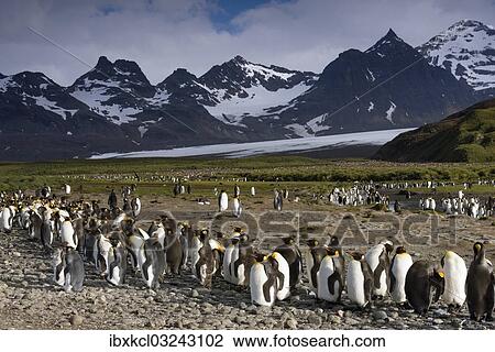"King Penguins (Aptenodytes patagonicus) in front of glaciers and a mountain scenery, bei Salisbury Plain, South Georgia and the South Sandwich Islands, United Kingdom, Antarctica" View Large Photo Image Stock Image - "King Penguins (Aptenodytes patagonicus) in front of glaciers and a mountain scenery, bei Salisbury Plain, South Georgia and the South Sandwich Islands, United Kingdom, Antarctica". Fotosearch