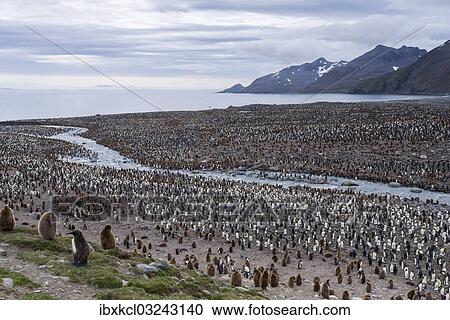 "King Penguins (Aptenodytes patagonicus), King Penguin colony, St. Andrews Bay, South Georgia and the South Sandwich Islands, United Kingdom, Antarctica" View Large Photo Image Stock Image - "King Penguins (Aptenodytes patagonicus), King Penguin colony, St. Andrews Bay, South Georgia and the South Sandwich Islands, United Kingdom, Antarctica". Fotosearch
