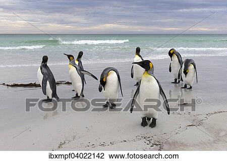 "King Penguins (Aptenodytes patagonicus), Volunteer Point, East Falkland Islands, Falkland Islands, South America" View Large Photo Image Stock Image - "King Penguins (Aptenodytes patagonicus), Volunteer Point, East Falkland Islands, Falkland Islands, South America". Fotosearch