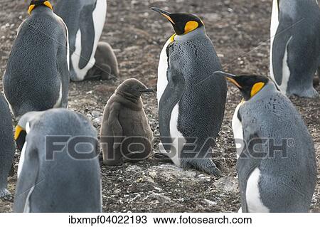 "King penguins (Aptenodytes patagonicus), adult birds and chicks, Volunteer Point, East Falkland, Falkland Icelands, South America" View Large Photo Image Stock Image - "King penguins (Aptenodytes patagonicus), adult birds and chicks, Volunteer Point, East Falkland, Falkland Icelands, South America". Fotosearch