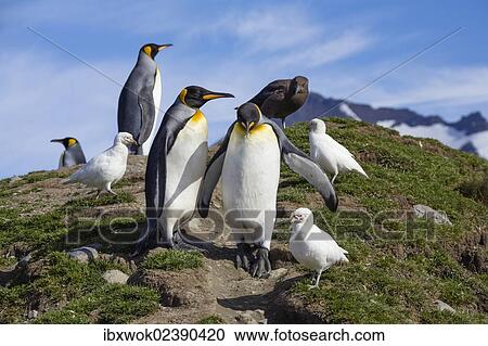 "King Penguins (Aptenodytes patagonicus) and Pale-faced Sheathbills (Chionis alba), Skua, St. Andrews Bay, South Georgia, Antarctica" View Large Photo Image Stock Image - "King Penguins (Aptenodytes patagonicus) and Pale-faced Sheathbills (Chionis alba), Skua, St. Andrews Bay, South Georgia, Antarctica". Fotosearch