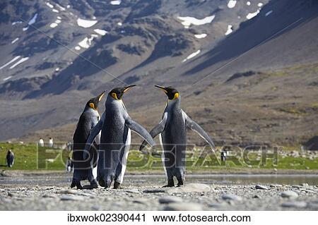 "King Penguins (Aptenodytes patagonicus), St. Andrews Bay, South Georgia, Subantarctic, Antarctica" View Large Photo Image Stock Image - "King Penguins (Aptenodytes patagonicus), St. Andrews Bay, South Georgia, Subantarctic, Antarctica". Fotosearch