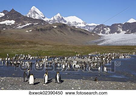 "King Penguins (Aptenodytes patagonicus), St. Andrews Bay, South Georgia, Subantarctic, Antarctica" View Large Photo Image Stock Image - "King Penguins (Aptenodytes patagonicus), St. Andrews Bay, South Georgia, Subantarctic, Antarctica". Fotosearch