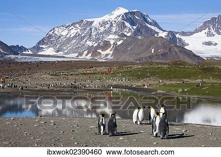 "King Penguins (Aptenodytes patagonicus) and tourists, St. Andrews Bay, South Georgia, Subantarctic, Antarctica" View Large Photo Image Stock Image - "King Penguins (Aptenodytes patagonicus) and tourists, St. Andrews Bay, South Georgia, Subantarctic, Antarctica". Fotosearch
