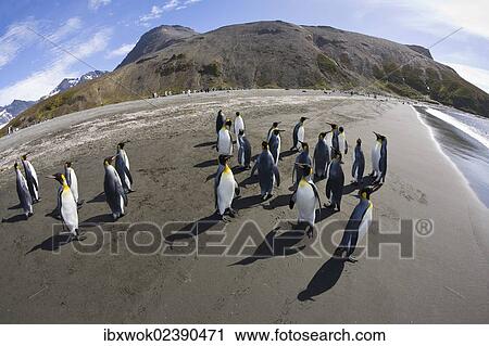"King Penguins (Aptenodytes patagonicus), St. Andrews Bay, South Georgia, Subantarctic, Antarctica" View Large Photo Image Stock Image - "King Penguins (Aptenodytes patagonicus), St. Andrews Bay, South Georgia, Subantarctic, Antarctica". Fotosearch