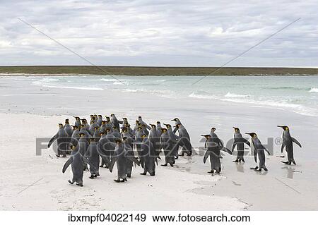 Stock Photo - "King Penguins (Aptenodytes patagonicus), Volunteer Point, East Falkland Islands, Falkland Islands, South America". Fotosearch