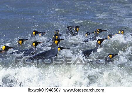 "King penguins (Aptenodytes patagonicus), swimming, South Georgia, Subantarctic, Antarctic" View Large Photo Image Stock Photo - "King penguins (Aptenodytes patagonicus), swimming, South Georgia, Subantarctic, Antarctic". Fotosearch