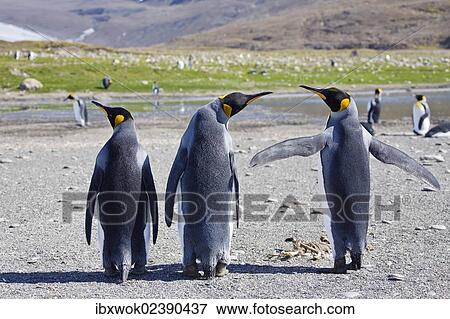 "King Penguins (Aptenodytes patagonicus), St. Andrews Bay, South Georgia, Subantarctic, Antarctica" View Large Photo Image Stock Photo - "King Penguins (Aptenodytes patagonicus), St. Andrews Bay, South Georgia, Subantarctic, Antarctica". Fotosearch