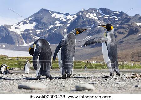 "King Penguins (Aptenodytes patagonicus), St. Andrews Bay, South Georgia, Subantarctic, Antarctica" View Large Photo Image Stock Photo - "King Penguins (Aptenodytes patagonicus), St. Andrews Bay, South Georgia, Subantarctic, Antarctica". Fotosearch
