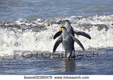 Stock Photo - "King Penguins (Aptenodytes patagonicus), St. Andrews Bay, South Georgia, Subantarctic, Antarctica". Fotosearch
