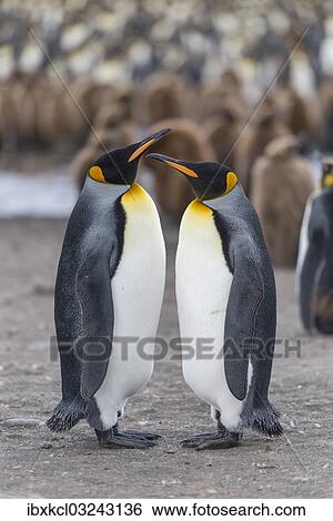 "King Penguins (Aptenodytes patagonicus) adult birds, pair in King Penguin colony, St. Andrews Bay, South Georgia and the South Sandwich Islands, United Kingdom, Antarctica" View Large Photo Image Stock Photograph - "King Penguins (Aptenodytes patagonicus) adult birds, pair in King Penguin colony, St. Andrews Bay, South Georgia and the South Sandwich Islands, United Kingdom, Antarctica". Fotosearch