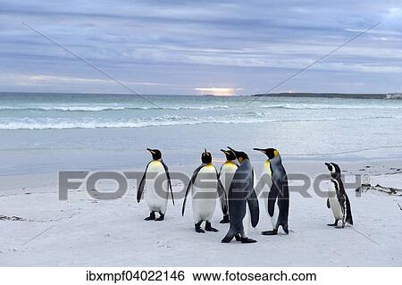"King Penguins (Aptenodytes patagonicus) and a Magellanic Penguin (Spheniscus magellanicus), Volunteer Point, East Falkland Islands, Falkland Islands, South America" View Large Photo Image Stock Photograph - "King Penguins (Aptenodytes patagonicus) and a Magellanic Penguin (Spheniscus magellanicus), Volunteer Point, East Falkland Islands, Falkland Islands, South America". Fotosearch