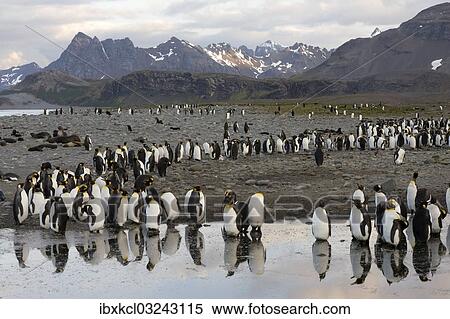 "King Penguins (Aptenodytes patagonicus) reflected in water, Salisbury Plain, South Georgia and the South Sandwich Islands, United Kingdom, Antarctica" View Large Photo Image Stock Photography - "King Penguins (Aptenodytes patagonicus) reflected in water, Salisbury Plain, South Georgia and the South Sandwich Islands, United Kingdom, Antarctica". Fotosearch