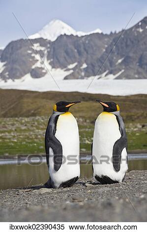 "King Penguins (Aptenodytes patagonicus), St. Andrews Bay, South Georgia, Subantarctic, Antarctica" View Large Photo Image Stock Photography - "King Penguins (Aptenodytes patagonicus), St. Andrews Bay, South Georgia, Subantarctic, Antarctica". Fotosearch