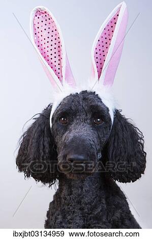 King Poodle dressed as an Easter bunny with pink bunny ears View Large Photo Image Stock Photo - King Poodle dressed as an Easter bunny with pink bunny ears. Fotosearch