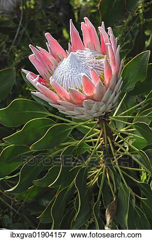 "King Protea (Protea cynaroides), Cape Point Nature Reserve, Western Cape Province, South Africa, Africa" View Large Photo Image Stock Photo - "King Protea (Protea cynaroides), Cape Point Nature Reserve, Western Cape Province, South Africa, Africa". Fotosearch