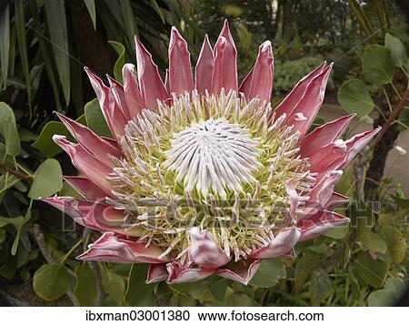 "King Protea (Protea cynaroides), La Gomera, Canary Islands, Spain, Europe, La Gomera, Agulo, Canary Islands, Spain, Europe" View Large Photo Image Stock Image - "King Protea (Protea cynaroides), La Gomera, Canary Islands, Spain, Europe, La Gomera, Agulo, Canary Islands, Spain, Europe". Fotosearch