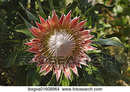 "King Protea (Protea cynaroides), national flower of South Africa, Cape Floristic Region, South Africa, Africa" View Large Photo Image Picture - "King Protea (Protea cynaroides), national flower of South Africa, Cape Floristic Region, South Africa, Africa". Fotosearch