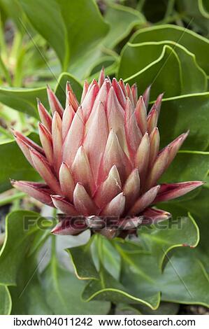 "King Protea (Protea cynaroides), native to South Africa" View Large Photo Image Stock Image - "King Protea (Protea cynaroides), native to South Africa". Fotosearch