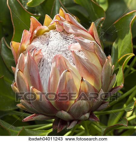 "King Protea (Protea cynaroides), native to South Africa" View Large Photo Image Stock Image - "King Protea (Protea cynaroides), native to South Africa". Fotosearch