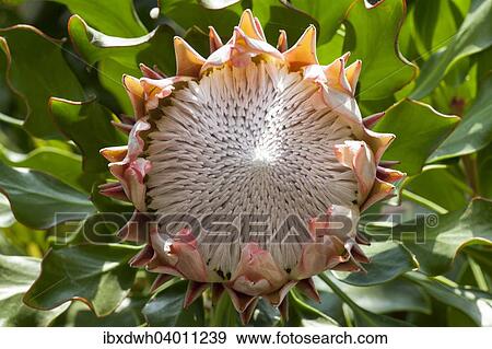 Stock Photo - "King Protea (Protea cynaroides), native to South Africa". Fotosearch