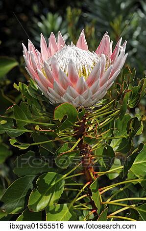 Stock Photograph - "King protea (Protea cynaroides), national flower of South Africa, Capensis, Cape Floristic Region, South Africa, Africa". Fotosearch