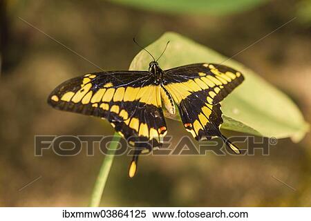 Stock Photography - "King Swallowtail or Thoas Swallowtail (Papilio thoas), butterfly house, botanical garden, Munich, Upper Bavaria, Bavaria, Germany, Europe". Fotosearch