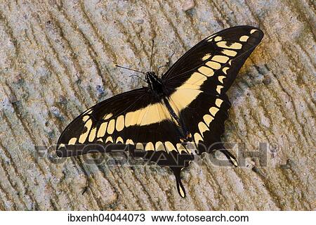 "King Swallowtail (Papilio thoas), captive, Emsland, Lower Saxony, Germany, Europe" View Large Photo Image Stock Image - "King Swallowtail (Papilio thoas), captive, Emsland, Lower Saxony, Germany, Europe". Fotosearch