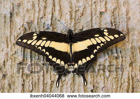 "King Swallowtail (Papilio thoas), captive, Emsland, Lower Saxony, Germany, Europe" View Large Photo Image Stock Photo - "King Swallowtail (Papilio thoas), captive, Emsland, Lower Saxony, Germany, Europe". Fotosearch
