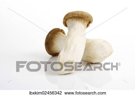 "King Trumpet Mushrooms, French Horn Mushrooms or King Oyster Mushrooms (Pleurotus eryngii)" View Large Photo Image Stock Image - "King Trumpet Mushrooms, French Horn Mushrooms or King Oyster Mushrooms (Pleurotus eryngii)". Fotosearch