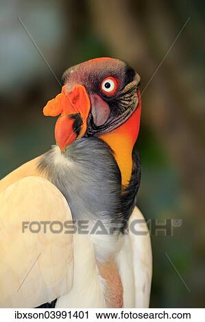 "King Vulture (Sarcoramphus papa), adult, native to South America, captive" View Large Photo Image Stock Image - "King Vulture (Sarcoramphus papa), adult, native to South America, captive". Fotosearch