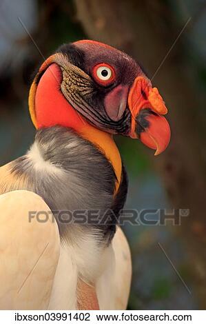 "King Vulture (Sarcoramphus papa), adult, native to South America, captive" View Large Photo Image Stock Image - "King Vulture (Sarcoramphus papa), adult, native to South America, captive". Fotosearch