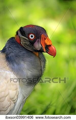 "King Vulture (Sarcoramphus papa), adult, native to South America, captive" View Large Photo Image Stock Photograph - "King Vulture (Sarcoramphus papa), adult, native to South America, captive". Fotosearch