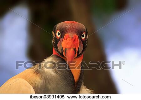 "King Vulture (Sarcoramphus papa), adult, native to South America, captive" View Large Photo Image Stock Photography - "King Vulture (Sarcoramphus papa), adult, native to South America, captive". Fotosearch