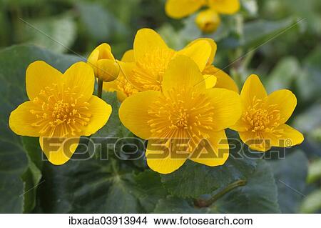 "Kingcup or Marsh Marigold (Caltha palustris), blooming, North Rhine-Westphalia, Germany, Europe" View Large Photo Image Picture - "Kingcup or Marsh Marigold (Caltha palustris), blooming, North Rhine-Westphalia, Germany, Europe". Fotosearch