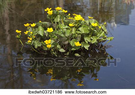 Kingcup or Marsh Marigold (Caltha palustris) View Large Photo Image Stock Photograph - Kingcup or Marsh Marigold (Caltha palustris). Fotosearch