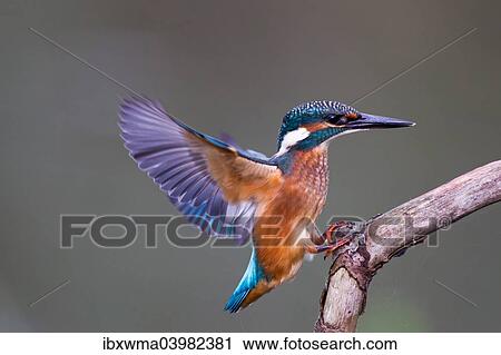 "Kingfisher (Alcedo atthis) approaching perch, North Hesse, Hesse, Germany, Europe" View Large Photo Image Stock Image - "Kingfisher (Alcedo atthis) approaching perch, North Hesse, Hesse, Germany, Europe". Fotosearch