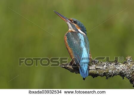 "Kingfisher (Alcedo atthis), attentive female perched on a branch, North Rhine-Westphalia, Germany, Europe" View Large Photo Image Picture - "Kingfisher (Alcedo atthis), attentive female perched on a branch, North Rhine-Westphalia, Germany, Europe". Fotosearch