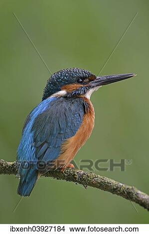 "Kingfisher (Alcedo atthis), Emsland, Lower Saxony, Germany, Europe" View Large Photo Image Picture - "Kingfisher (Alcedo atthis), Emsland, Lower Saxony, Germany, Europe". Fotosearch