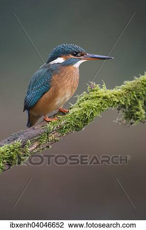 "Kingfisher (Alcedo atthis), Emsland, Lower Saxony, Germany, Europe" View Large Photo Image Stock Image - "Kingfisher (Alcedo atthis), Emsland, Lower Saxony, Germany, Europe". Fotosearch