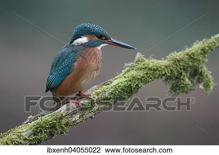 "Kingfisher (Alcedo atthis), Emsland, Lower Saxony, Germany, Europe" View Large Photo Image Stock Image - "Kingfisher (Alcedo atthis), Emsland, Lower Saxony, Germany, Europe". Fotosearch