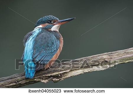 "Kingfisher (Alcedo atthis), Emsland, Lower Saxony, Germany, Europe" View Large Photo Image Stock Image - "Kingfisher (Alcedo atthis), Emsland, Lower Saxony, Germany, Europe". Fotosearch