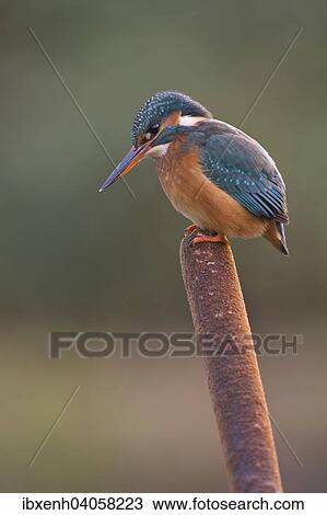 "Kingfisher (Alcedo atthis), Emsland, Lower Saxony, Germany, Europe" View Large Photo Image Stock Image - "Kingfisher (Alcedo atthis), Emsland, Lower Saxony, Germany, Europe". Fotosearch
