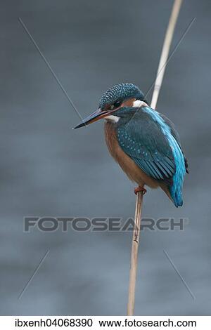 "Kingfisher (Alcedo atthis), Emsland, Lower Saxony, Germany, Europe" View Large Photo Image Stock Image - "Kingfisher (Alcedo atthis), Emsland, Lower Saxony, Germany, Europe". Fotosearch