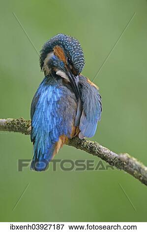 "Kingfisher (Alcedo atthis), Emsland, Lower Saxony, Germany, Europe" View Large Photo Image Stock Photo - "Kingfisher (Alcedo atthis), Emsland, Lower Saxony, Germany, Europe". Fotosearch