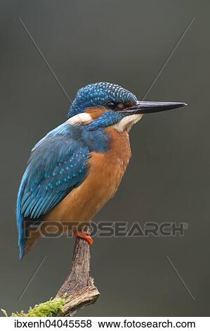 "Kingfisher (Alcedo atthis), Emsland, Lower Saxony, Germany, Europe" View Large Photo Image Stock Photo - "Kingfisher (Alcedo atthis), Emsland, Lower Saxony, Germany, Europe". Fotosearch
