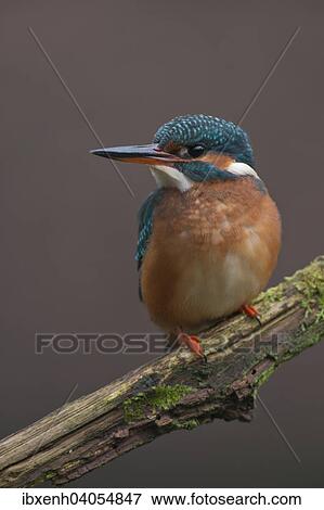 Stock Photo - "Kingfisher (Alcedo atthis), Emsland, Lower Saxony, Germany, Europe". Fotosearch